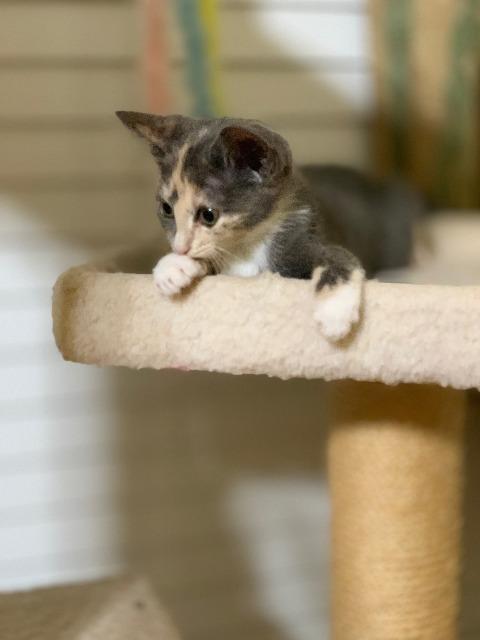 Coffee, an adoptable Domestic Short Hair in Hoover , AL, 35226 | Photo Image 2