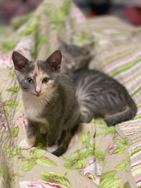 Coffee, an adoptable Domestic Short Hair in Hoover , AL, 35226 | Photo Image 3