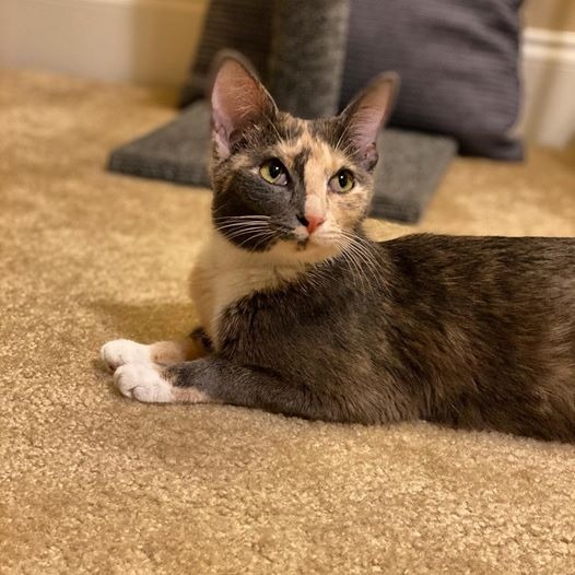 Coffee, an adoptable Domestic Short Hair in Hoover , AL, 35226 | Photo Image 4