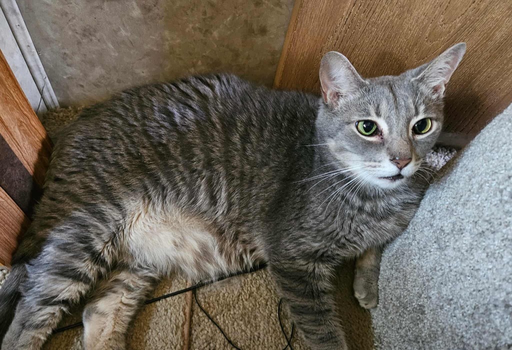 Humphrey, an adoptable Domestic Short Hair in Hoover , AL, 35226 | Photo Image 1