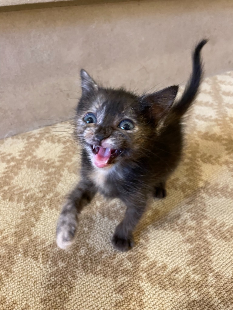 Olivia 6, an adoptable Domestic Short Hair in Hoover , AL, 35226 | Photo Image 2