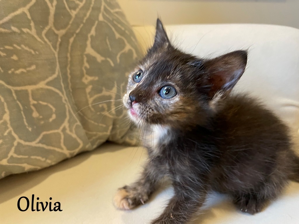 Olivia 6, an adoptable Domestic Short Hair in Hoover , AL, 35226 | Photo Image 3