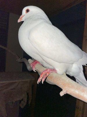 Turkey Pigeon Bird