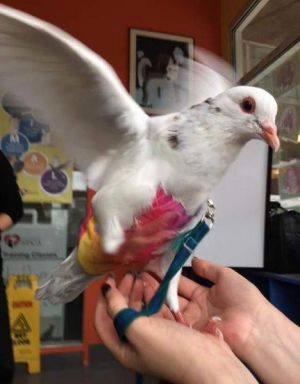 Baby King pigeons Mettle  his little friend Moxie were bred for meat squab  harvested from the