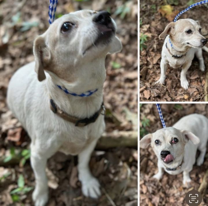 Star (came in with Dallas), an adoptable Jack Russell Terrier in Columbia, TN_image-1