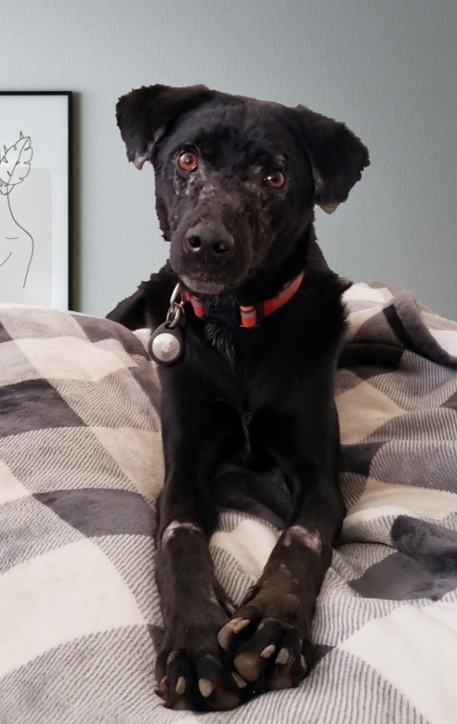 Caache, an adoptable Labrador Retriever, Terrier in Fort Lupton, CO, 80621 | Photo Image 1