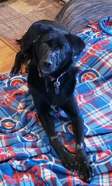 Caache, an adoptable Labrador Retriever, Terrier in Fort Lupton, CO, 80621 | Photo Image 2