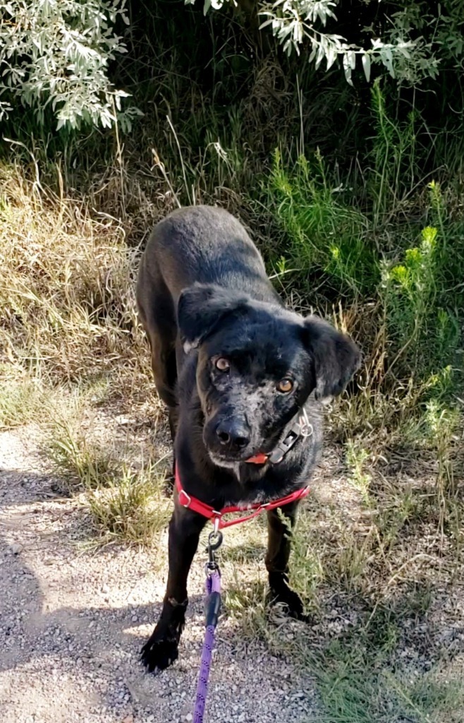 Caache, an adoptable Labrador Retriever, Terrier in Fort Lupton, CO, 80621 | Photo Image 4