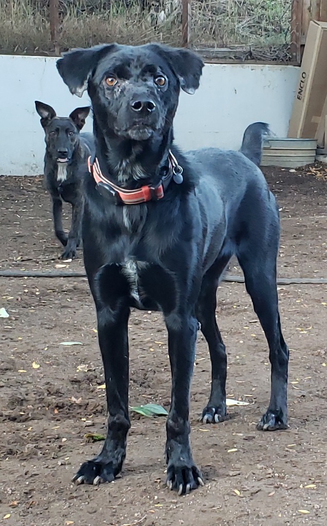 Caache, an adoptable Labrador Retriever, Terrier in Fort Lupton, CO, 80621 | Photo Image 5