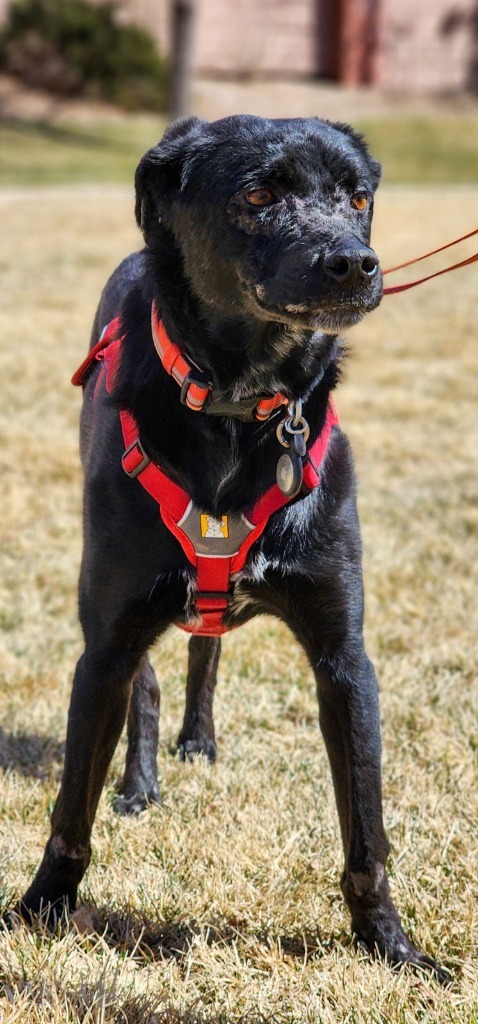 Caache, an adoptable Labrador Retriever, Terrier in Fort Lupton, CO, 80621 | Photo Image 6