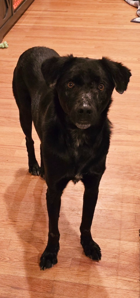 Caache, an adoptable Labrador Retriever, Terrier in Fort Lupton, CO, 80621 | Photo Image 6