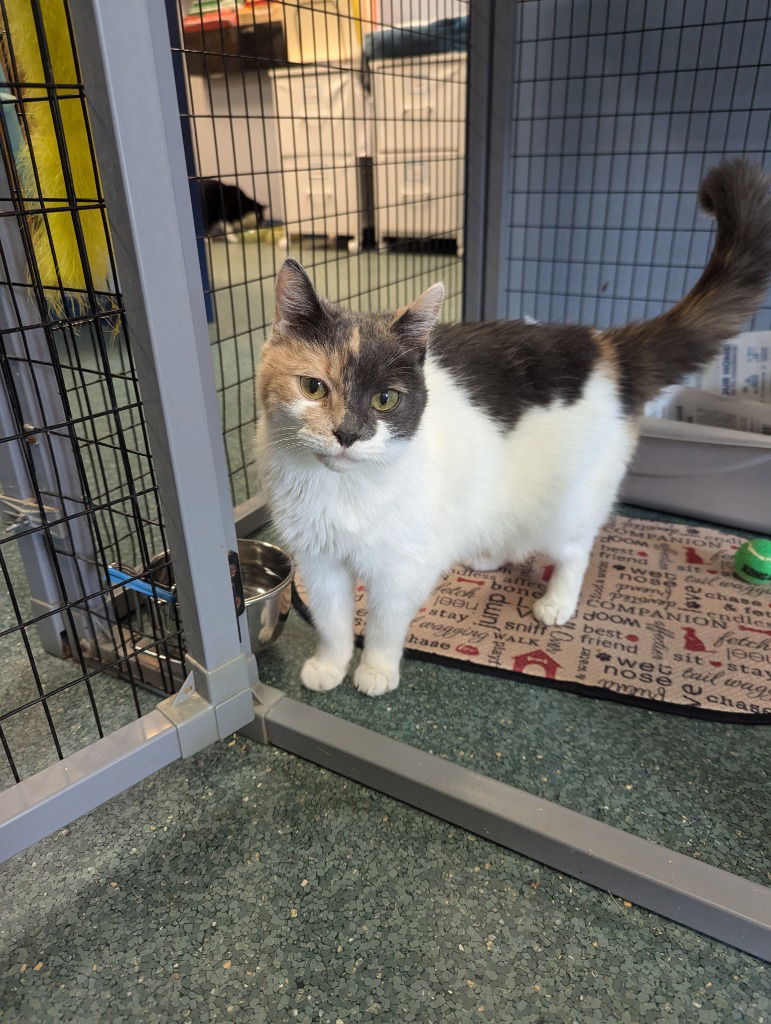Jennie, an adoptable Domestic Short Hair in Lovingston, VA, 22922 | Photo Image 1