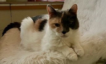 Jennie, an adoptable Domestic Short Hair in Lovingston, VA, 22922 | Photo Image 2