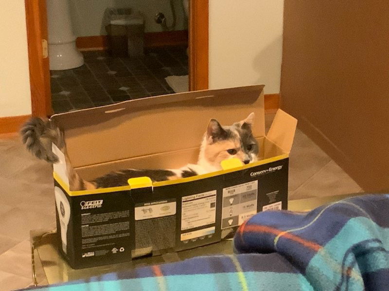 Jennie, an adoptable Domestic Short Hair in Lovingston, VA, 22922 | Photo Image 3