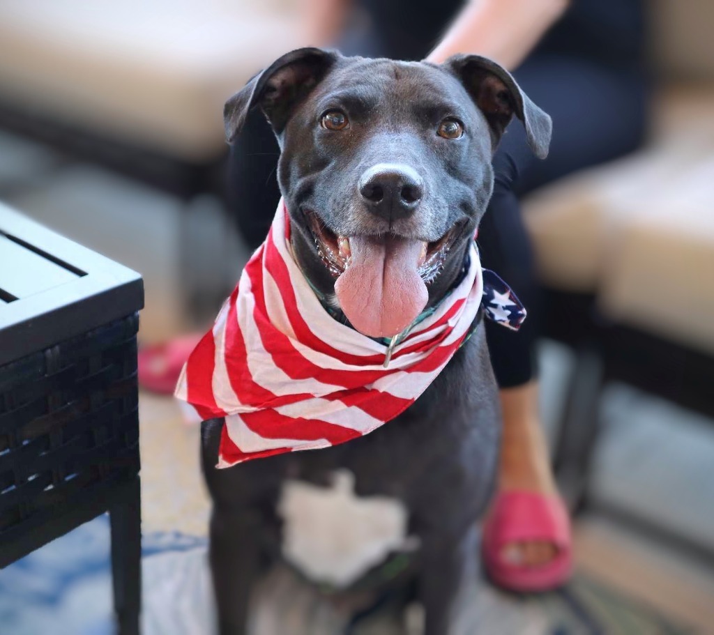 Spud, an adoptable Labrador Retriever, Mixed Breed in Johnston, IA, 50131 | Photo Image 1