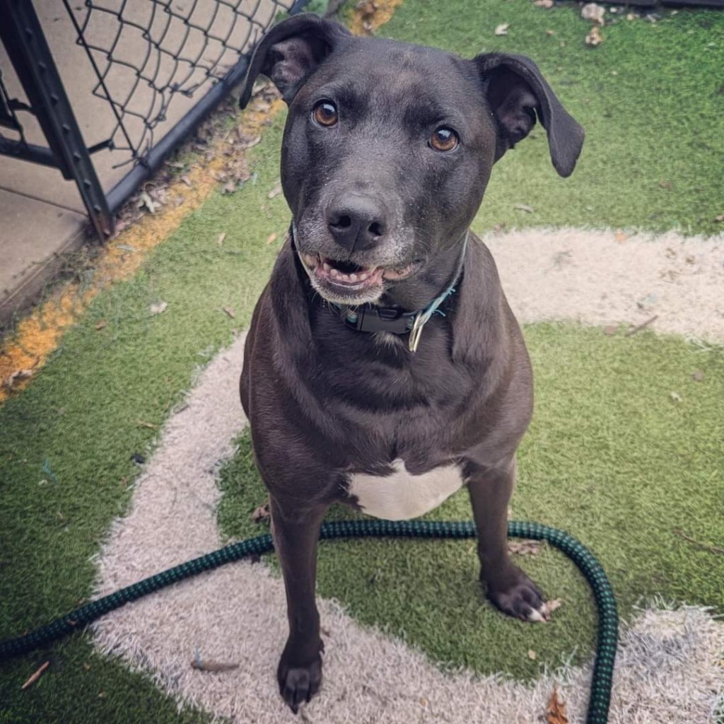 Spud, an adoptable Labrador Retriever, Mixed Breed in Johnston, IA, 50131 | Photo Image 2