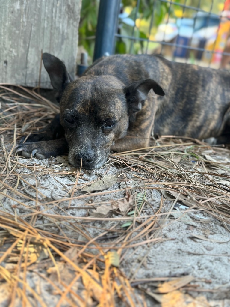 Luda/Lucy, an adoptable Terrier, Mixed Breed in Waynesville, GA, 31566 | Photo Image 1