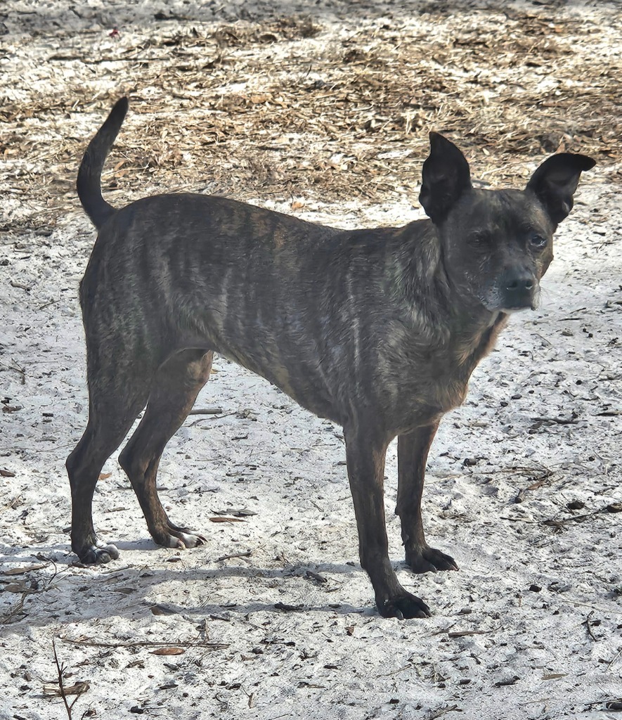 Luda/Lucy, an adoptable Terrier, Mixed Breed in Waynesville, GA, 31566 | Photo Image 2