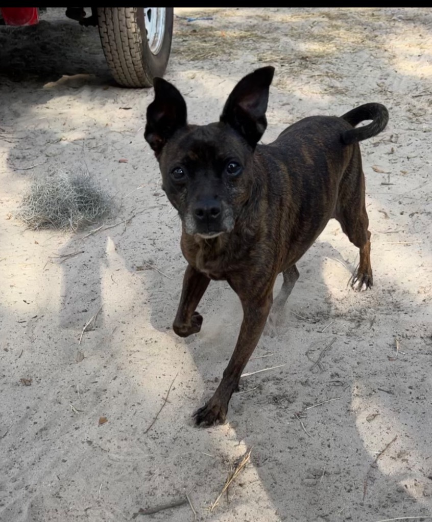 Luda/Lucy, an adoptable Terrier, Mixed Breed in Waynesville, GA, 31566 | Photo Image 3