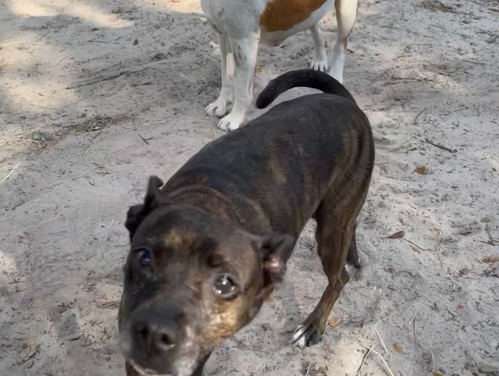 Luda/Lucy, an adoptable Terrier, Mixed Breed in Waynesville, GA, 31566 | Photo Image 4