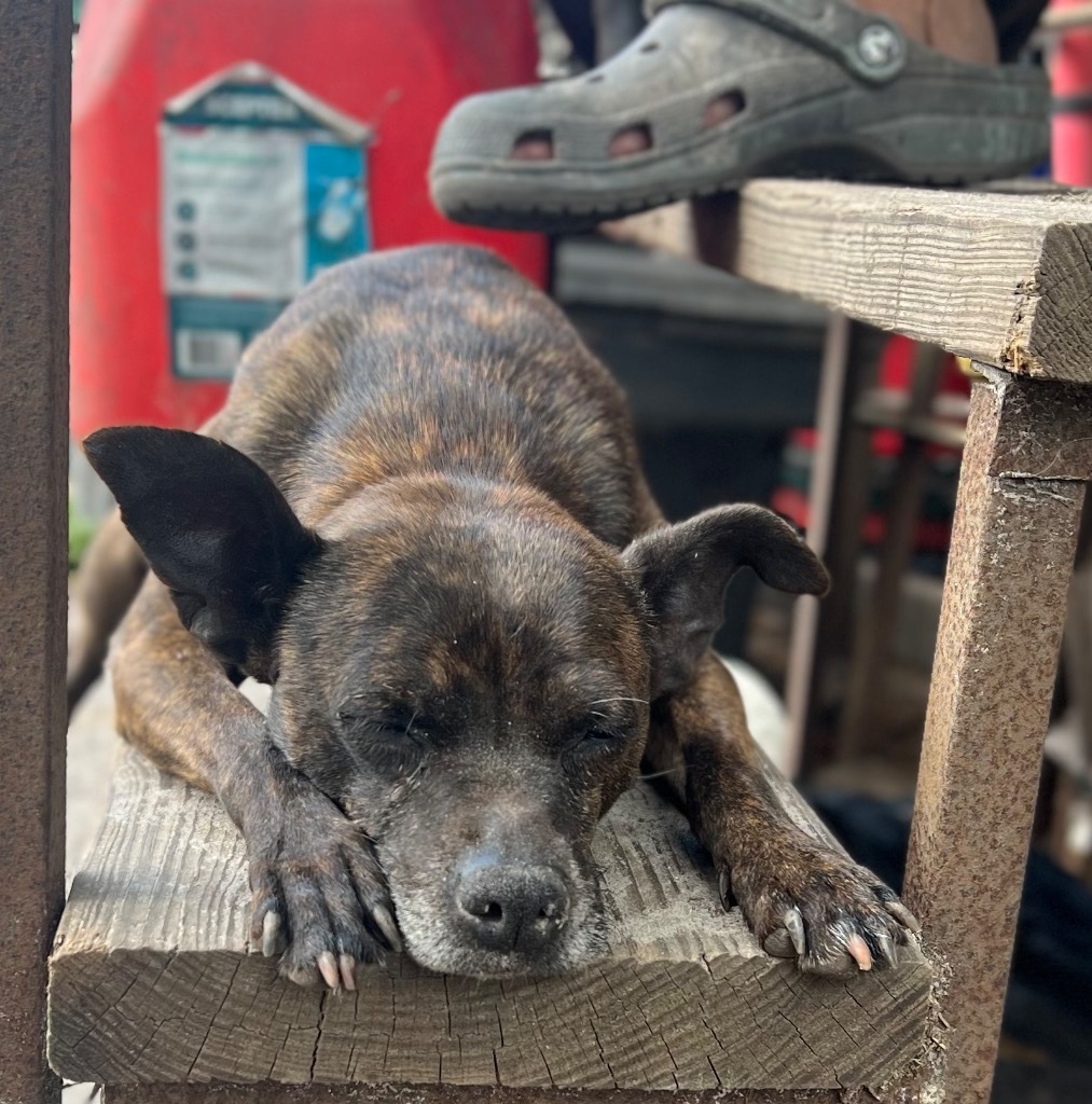 Luda/Lucy, an adoptable Terrier, Mixed Breed in Waynesville, GA, 31566 | Photo Image 5