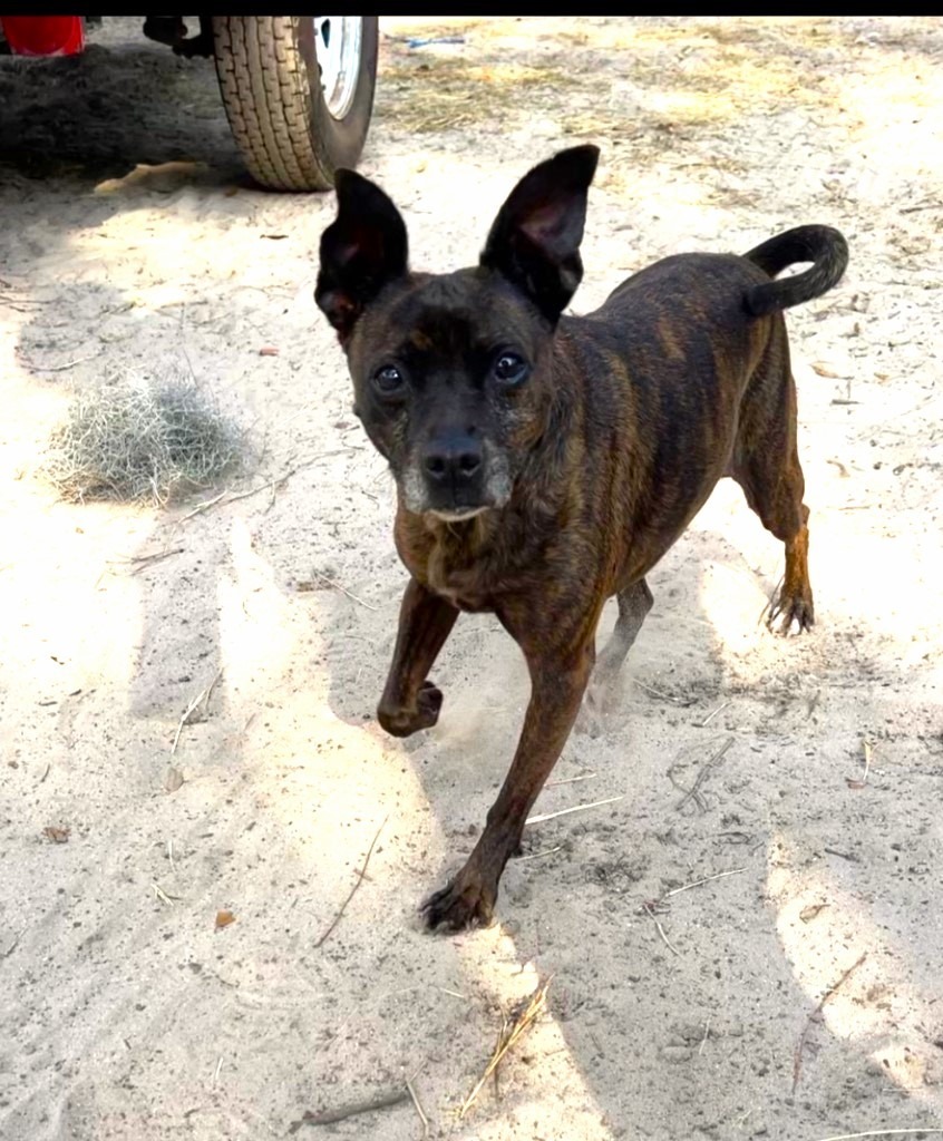 Luda/Lucy, an adoptable Terrier, Mixed Breed in Waynesville, GA, 31566 | Photo Image 6