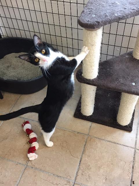Kermit, an adoptable Domestic Long Hair in Hastings, NE, 68901 | Photo Image 1