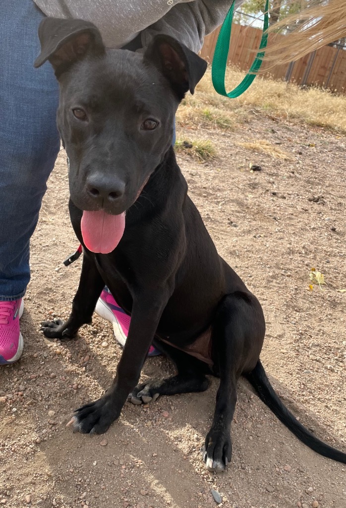 Dutchess, an adoptable Labrador Retriever, Pit Bull Terrier in Hastings, NE, 68901 | Photo Image 1