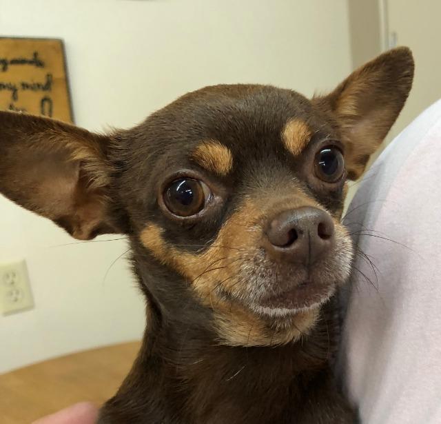 Paco, an adoptable Chihuahua in Hastings, NE, 68901 | Photo Image 1