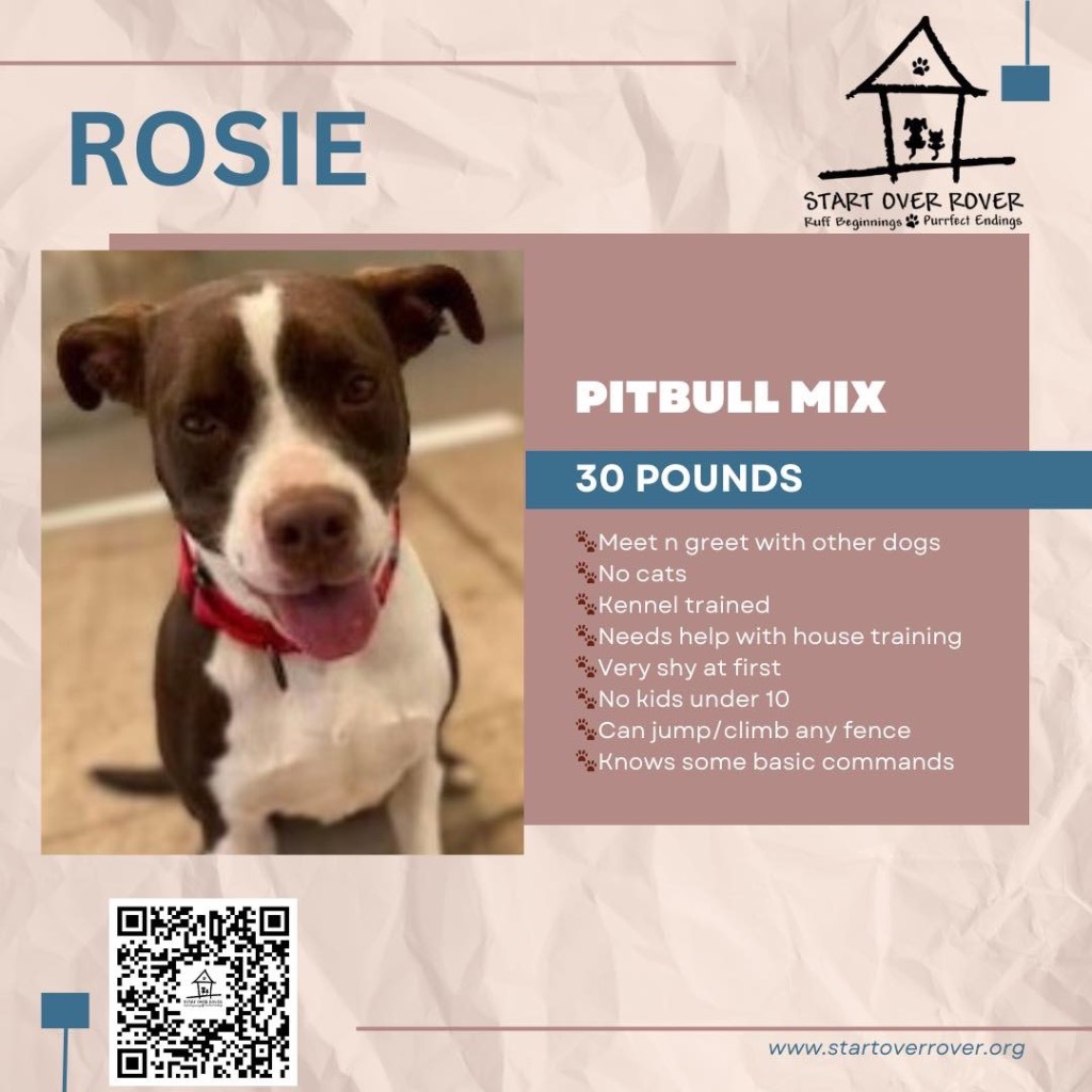 Rosie, an adoptable Pit Bull Terrier in Hastings, NE, 68901 | Photo Image 1