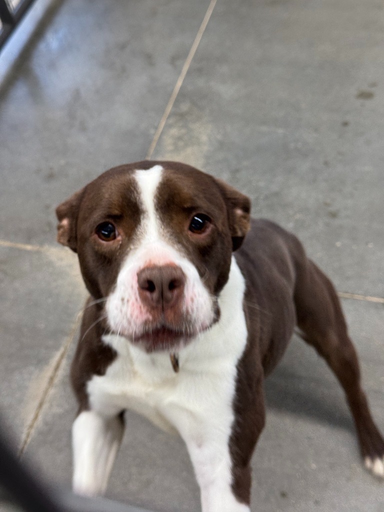 Rosie, an adoptable Pit Bull Terrier in Hastings, NE, 68901 | Photo Image 2
