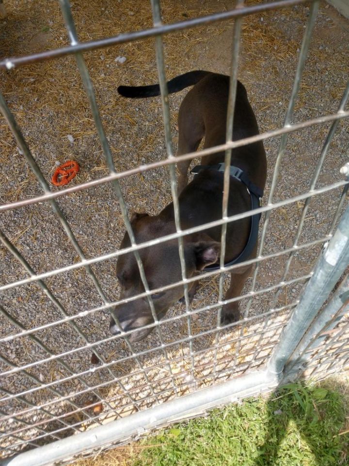 CJ (Jasper), an adoptable Pit Bull Terrier in Washburn, MO_image-2