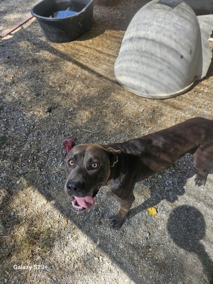 CJ (Jasper), an adoptable Pit Bull Terrier in Washburn, MO_image-3