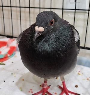Nanda Pigeon Bird