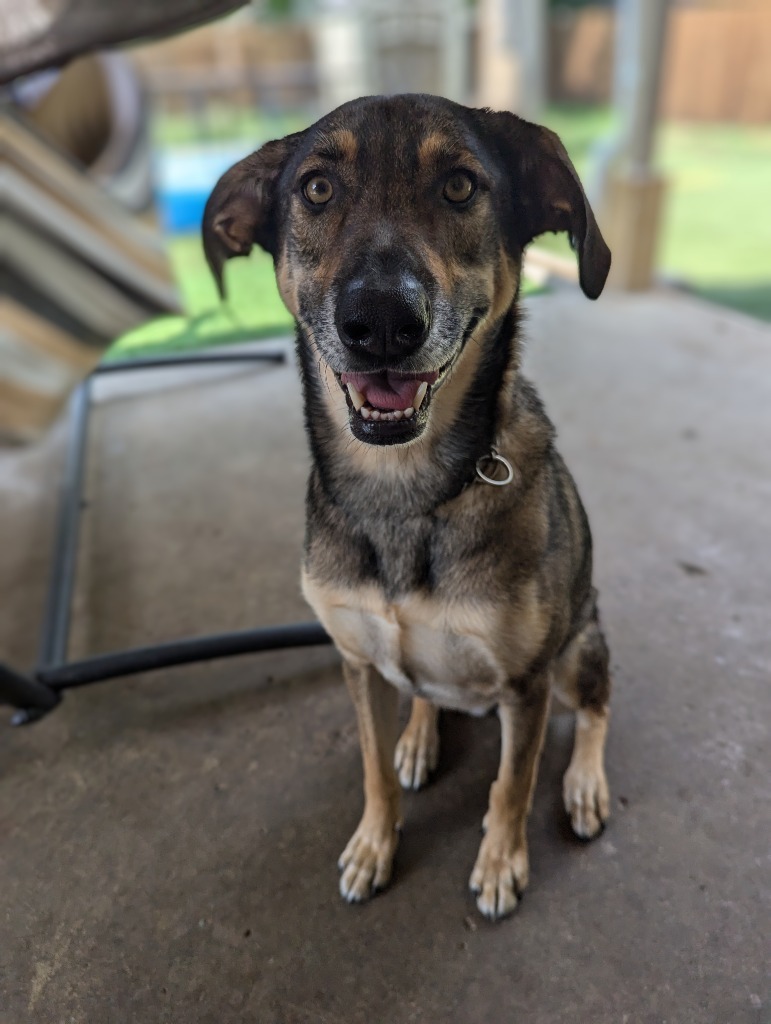 Paloma (nka Storm), an adoptable Australian Shepherd, Mixed Breed in Johnston, IA, 50131 | Photo Image 1