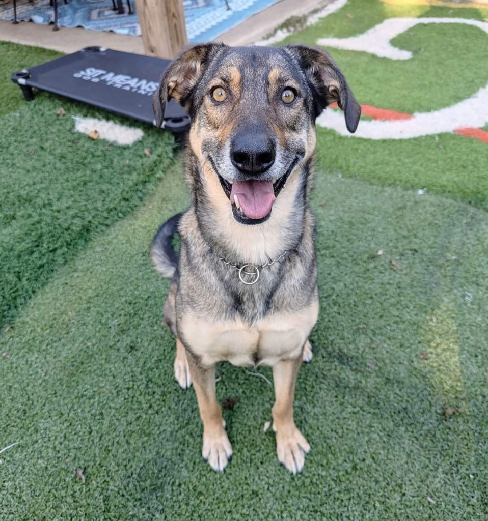 Paloma (nka Storm), an adoptable Australian Shepherd, Mixed Breed in Johnston, IA, 50131 | Photo Image 1