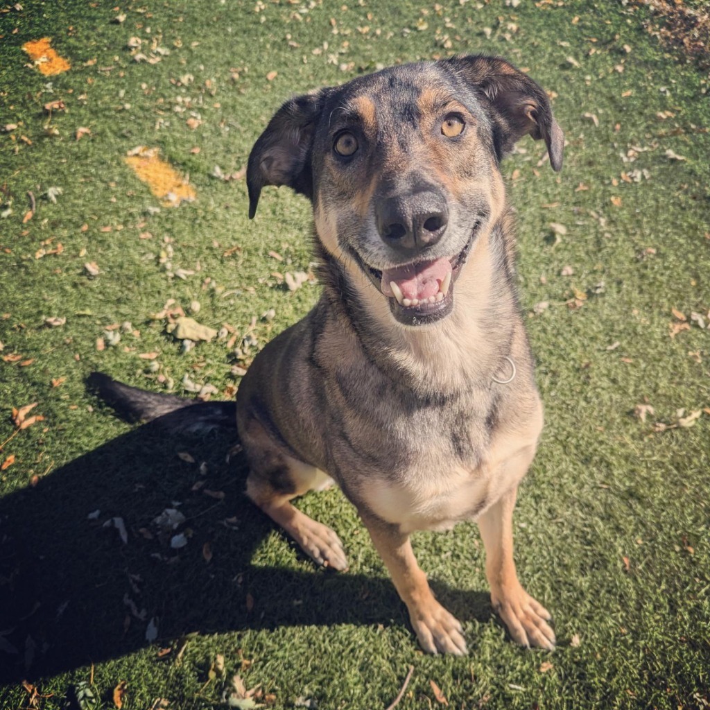 Paloma (nka Storm), an adoptable Australian Shepherd, Mixed Breed in Johnston, IA, 50131 | Photo Image 1