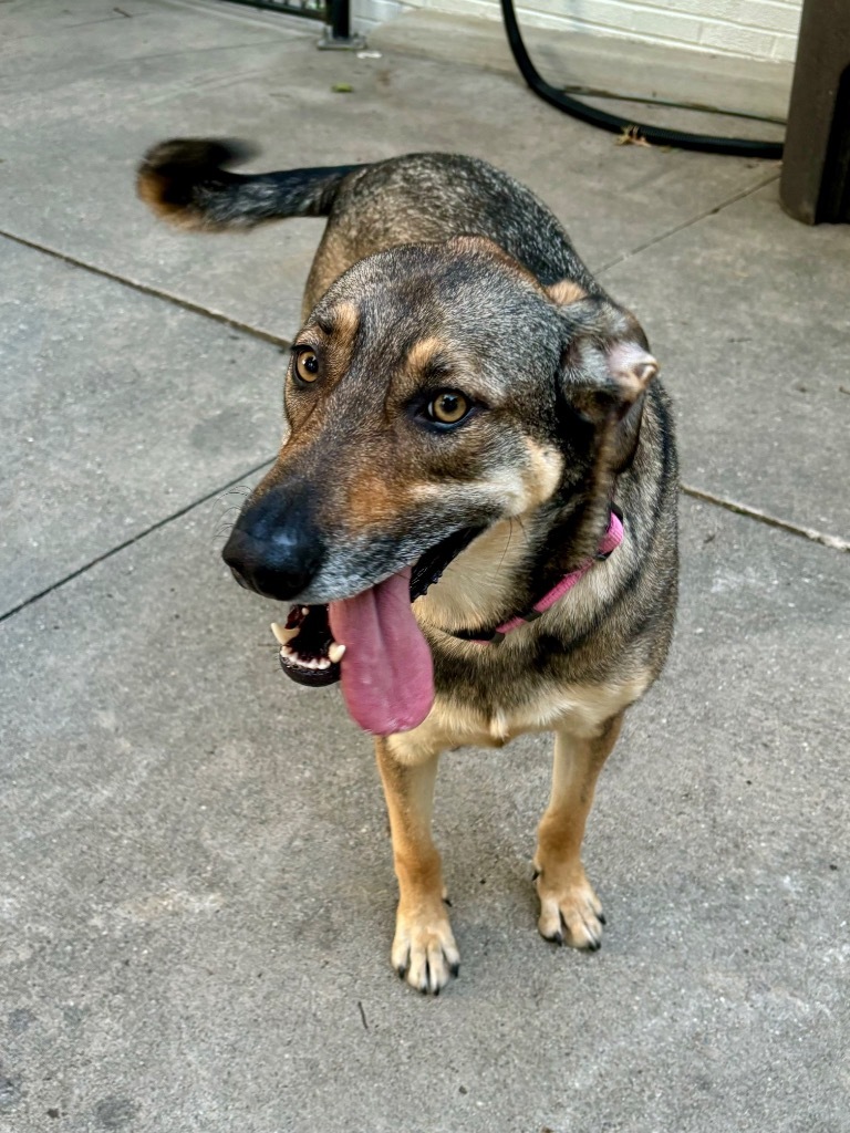 Paloma (nka Storm), an adoptable Australian Shepherd, Mixed Breed in Johnston, IA, 50131 | Photo Image 4