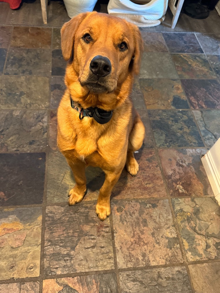Trevor (Archer), an adoptable Mixed Breed in Heber City, UT, 84032 | Photo Image 1