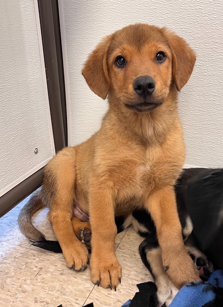 Trevor (Archer), an adoptable Mixed Breed in Heber City, UT, 84032 | Photo Image 2