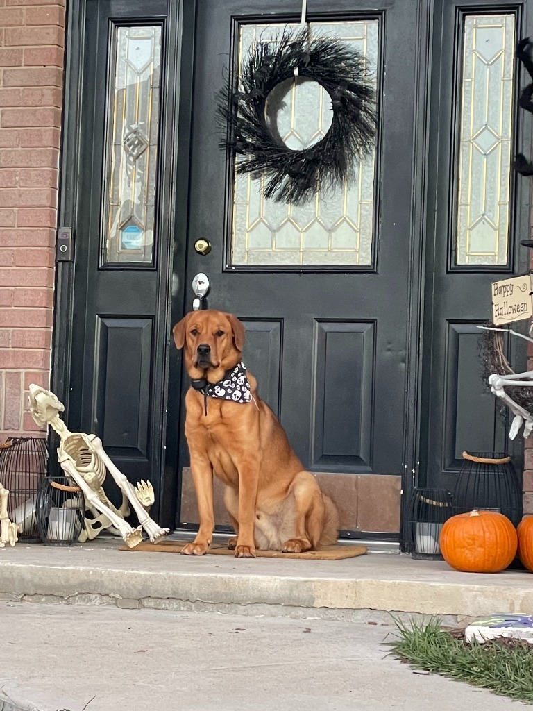 Trevor (Archer), an adoptable Mixed Breed in Heber City, UT, 84032 | Photo Image 3
