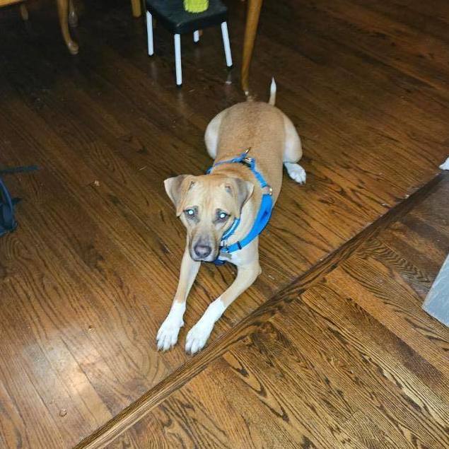 Brownie, an adoptable Labrador Retriever & Hound Mix in Lemont, IL_image-5