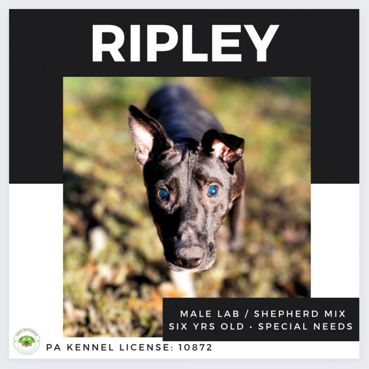 Ripley 1