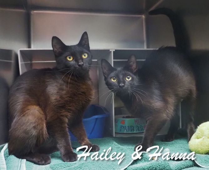 Hailey & Hannah