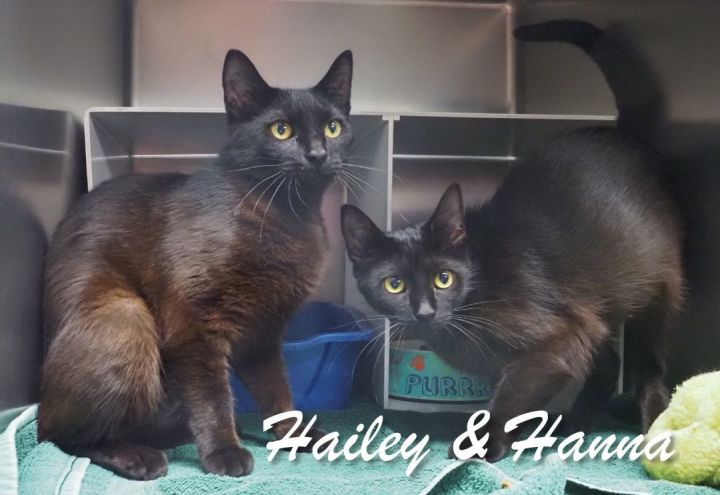 Hailey & Hannah, an adopted Domestic Short Hair Mix in Cape May Court House, NJ_image-2