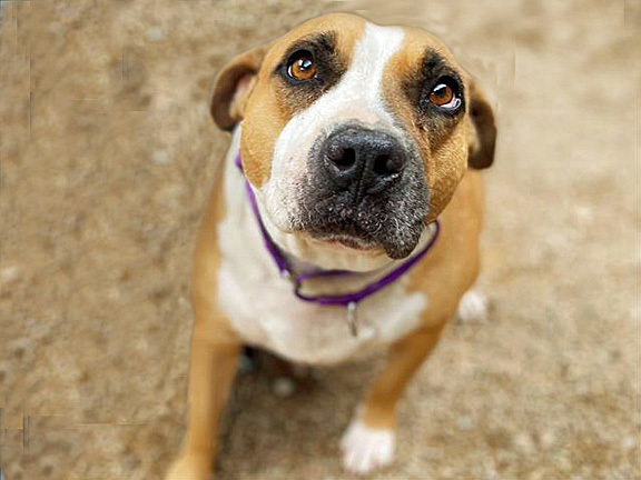 ROSITA, an adoptable Pit Bull Terrier, Mixed Breed in Tucson, AZ, 85745 | Photo Image 1