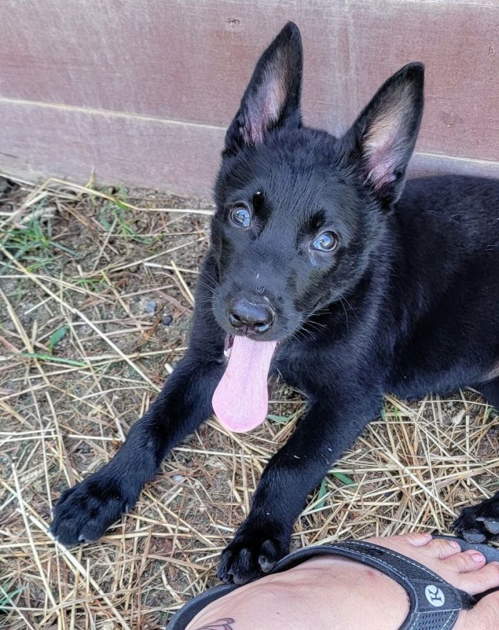 Dog for adoption - Xena, a German Shepherd Dog in Warrenville, SC ...