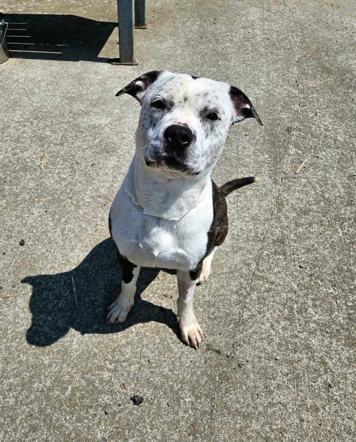 Dog for adoption - Cletus, a Cattle Dog Mix in Elmira, NY | Petfinder