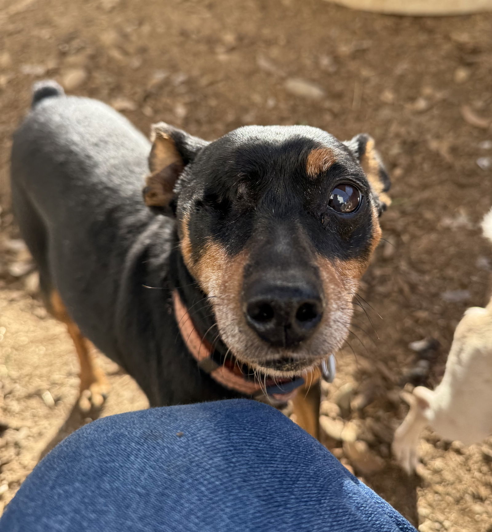 HOOK, an adoptable Miniature Pinscher in Chico, CA, 95973 | Photo Image 1