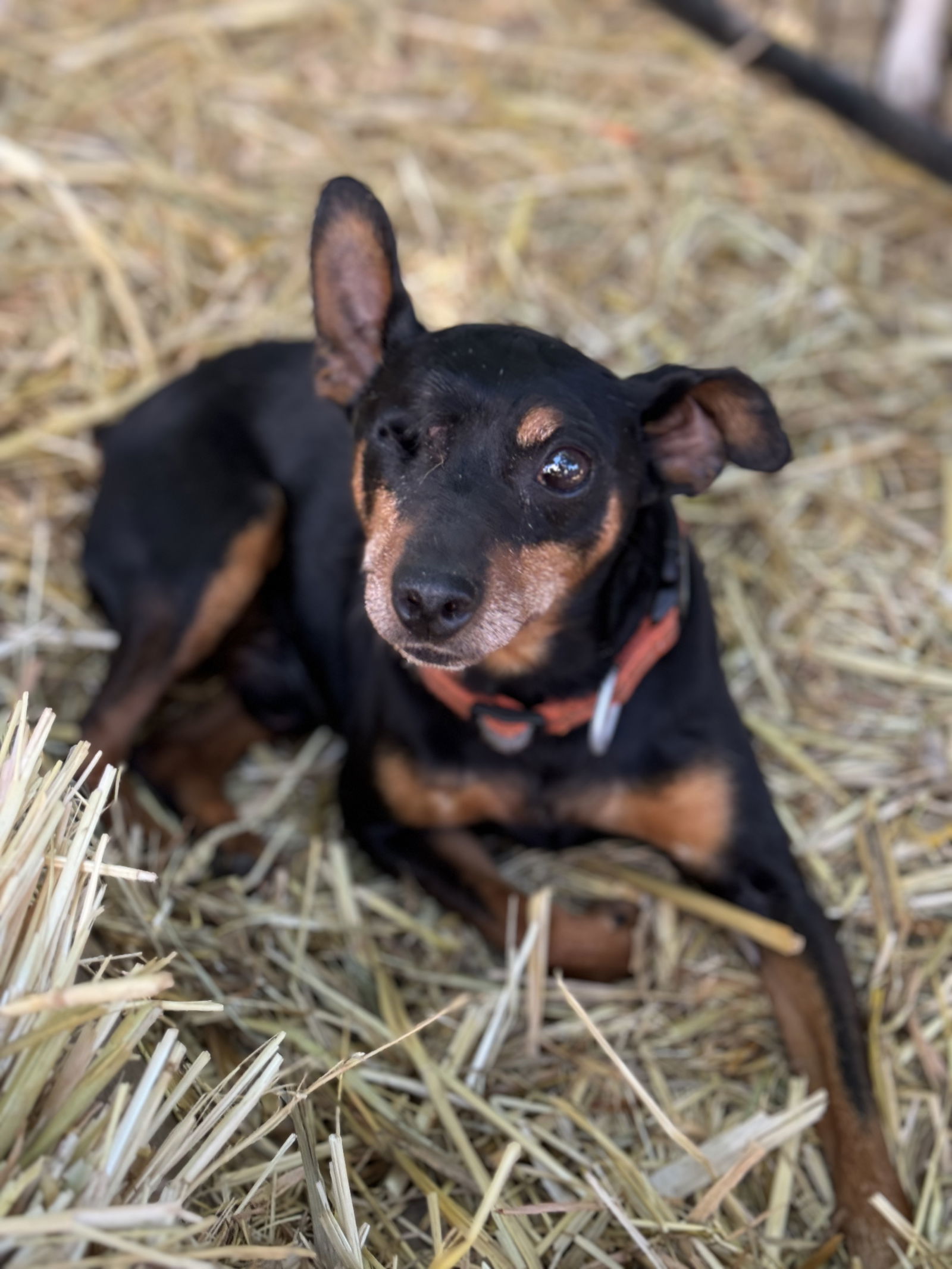HOOK, an adoptable Miniature Pinscher in Chico, CA, 95973 | Photo Image 2